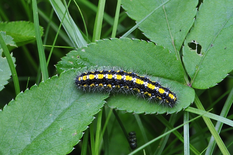Bruco di Callimorpha dominula